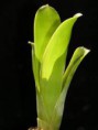 /album/fotogaleria-brocchinia/images-jpg2/