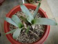 /album/fotogaleria-brocchinia/prevziat-jpg1/