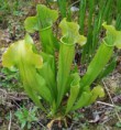 /album/fotogaleria-sarracenia/images-jpg15/