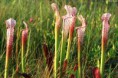 /album/fotogaleria-sarracenia/prevziat-jpg14/